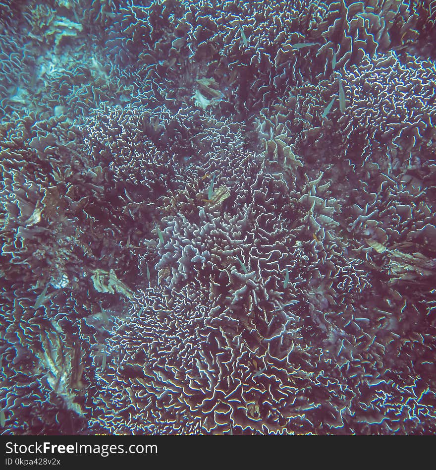 Underwater view on the coral reef and tropical underwater world. Diving and snorkeling in the tropical sea.Travel concept. Adventure concept