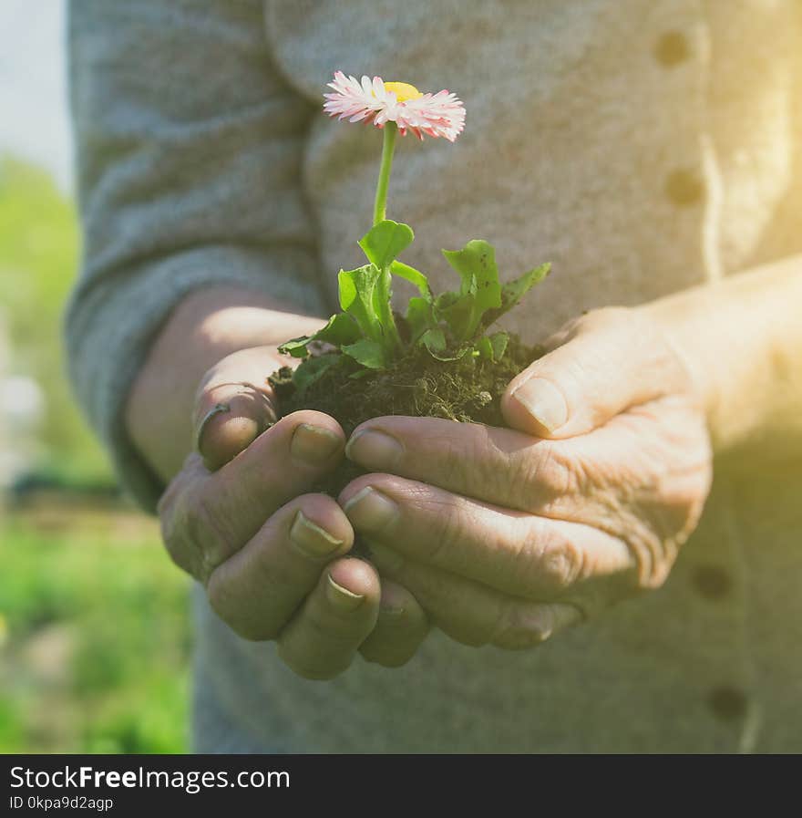 Elderly woman holding a flower in her hands. Elderly woman holding a flower in her hands.