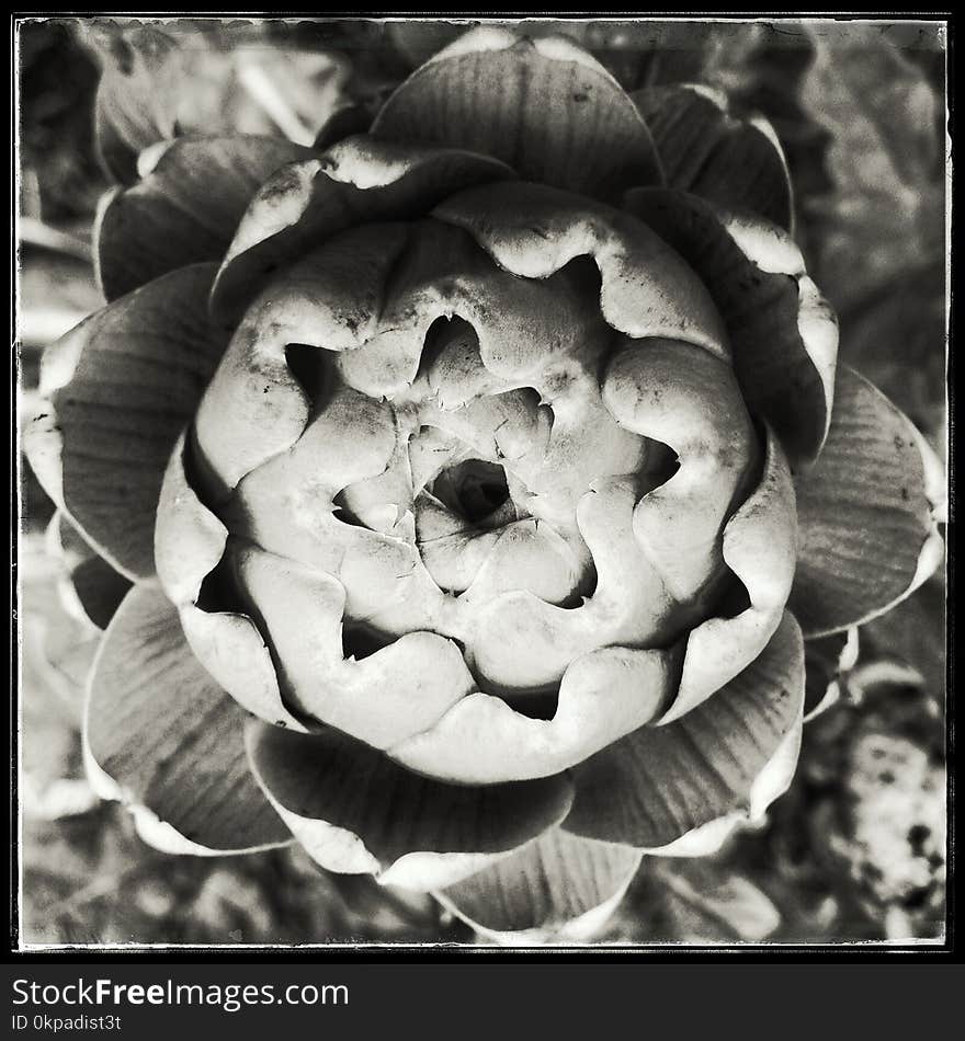 Closeup of a budding artichoke, monochrome