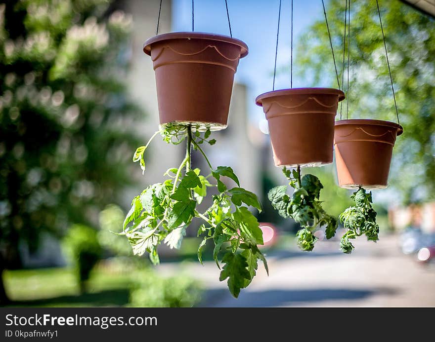 Tomatoes grow upside down.