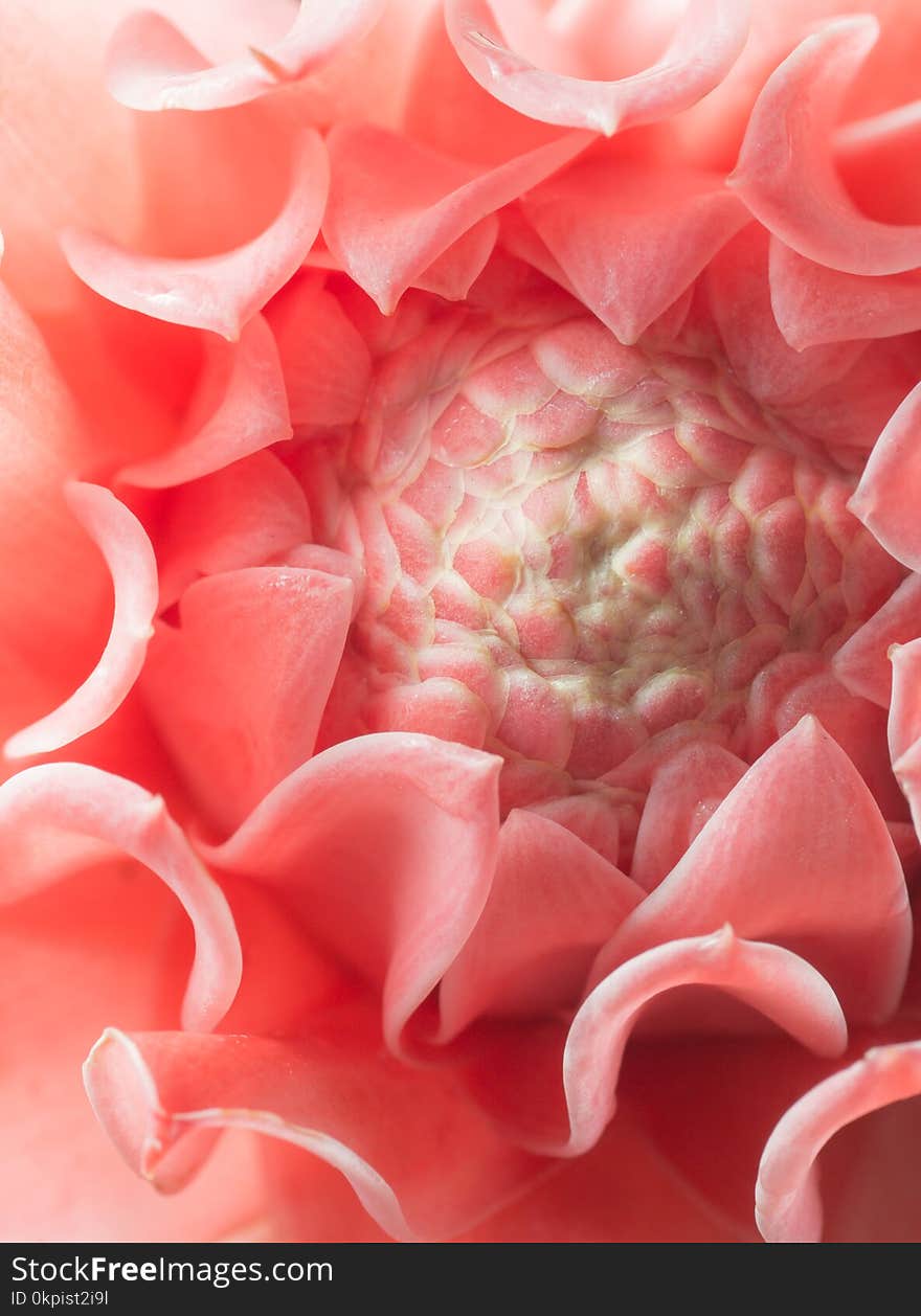 Closeup pink torch ginger flower etlingera elatior