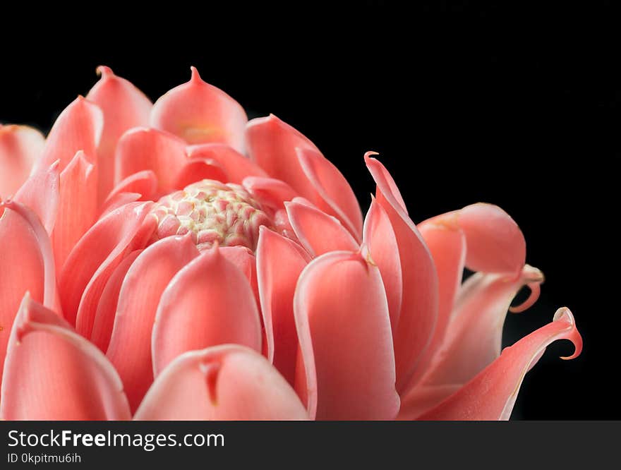 Closeup pink torch ginger flower etlingera elatior isolated on black background