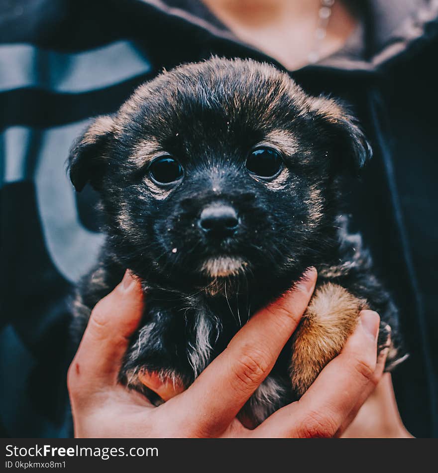 Little black dog in man hand. Little black dog in man hand