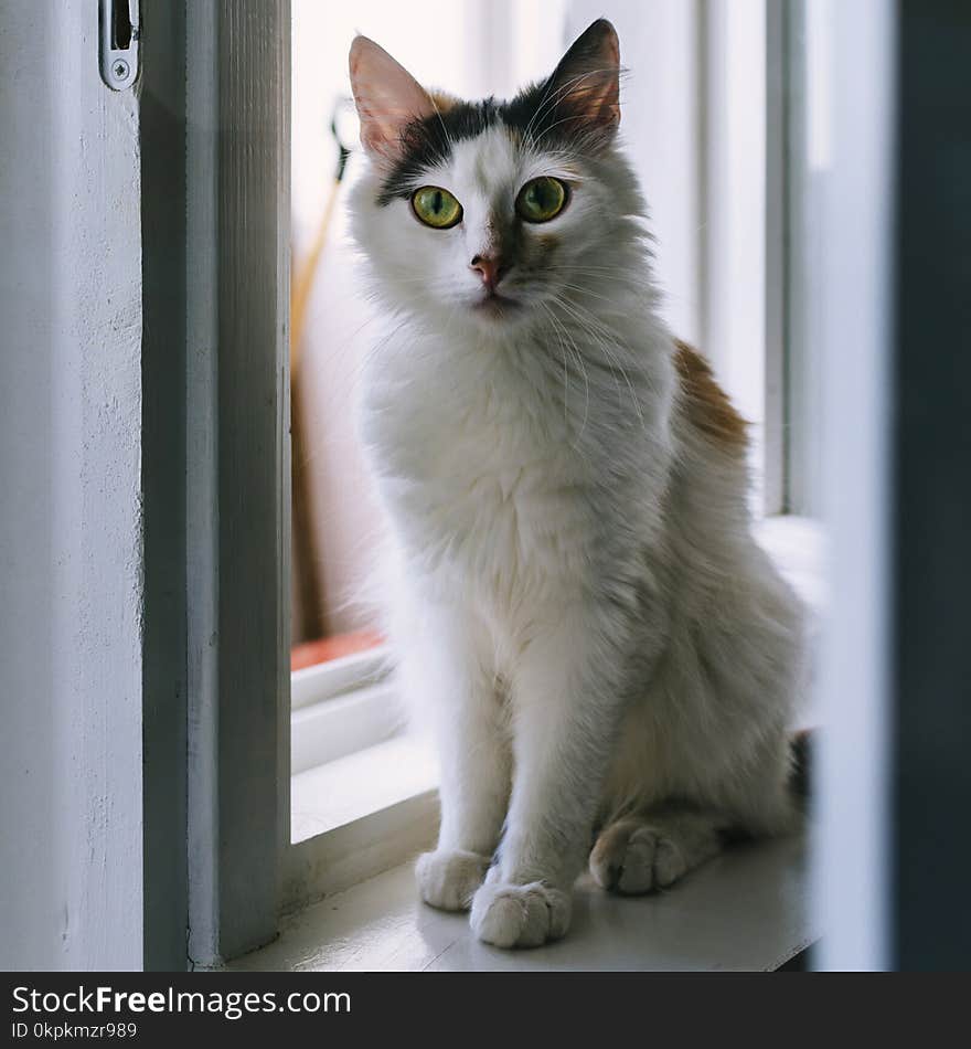 White Cat Portrait