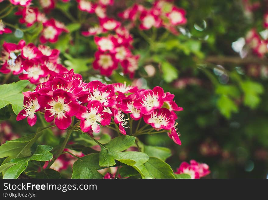 Pink-and-white Flowers