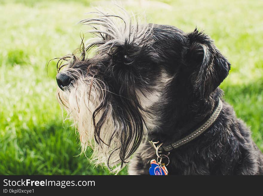 Photo of Long-coated White and Black Dog