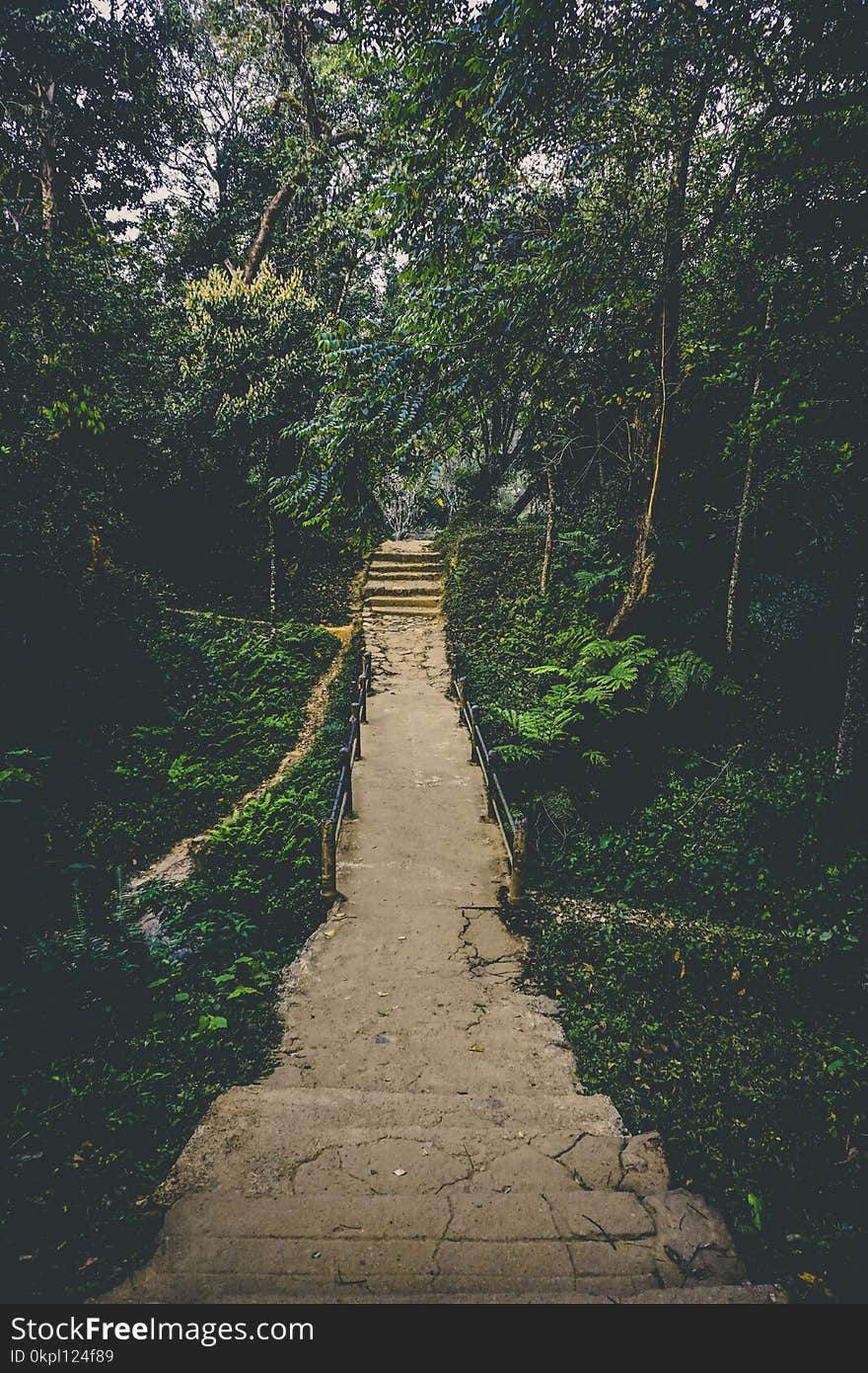 Pathway in Between of Green Leaf Trees Photo