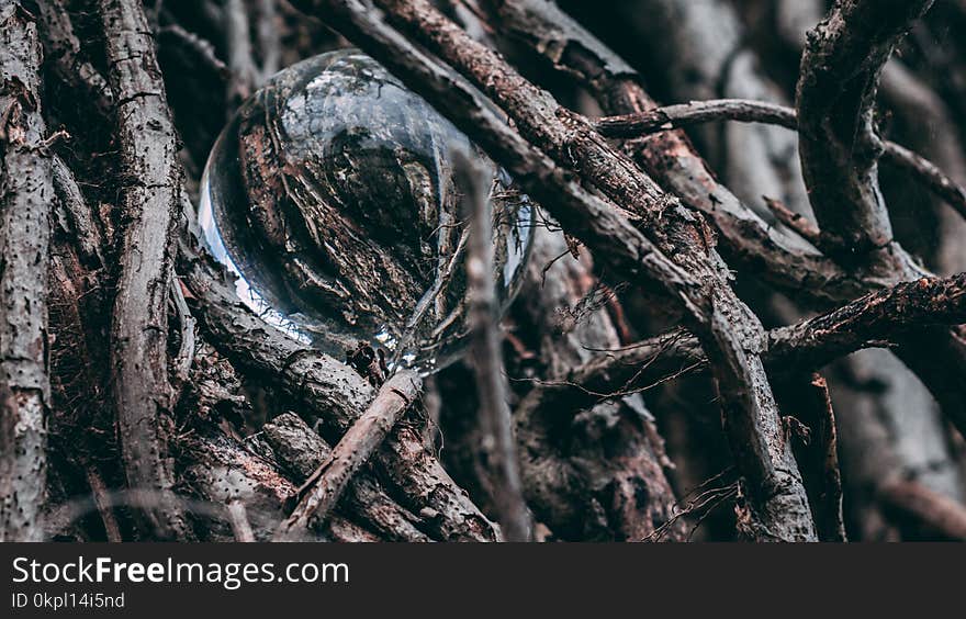 Macro Shot Photography of Bubble Between Driftwoods