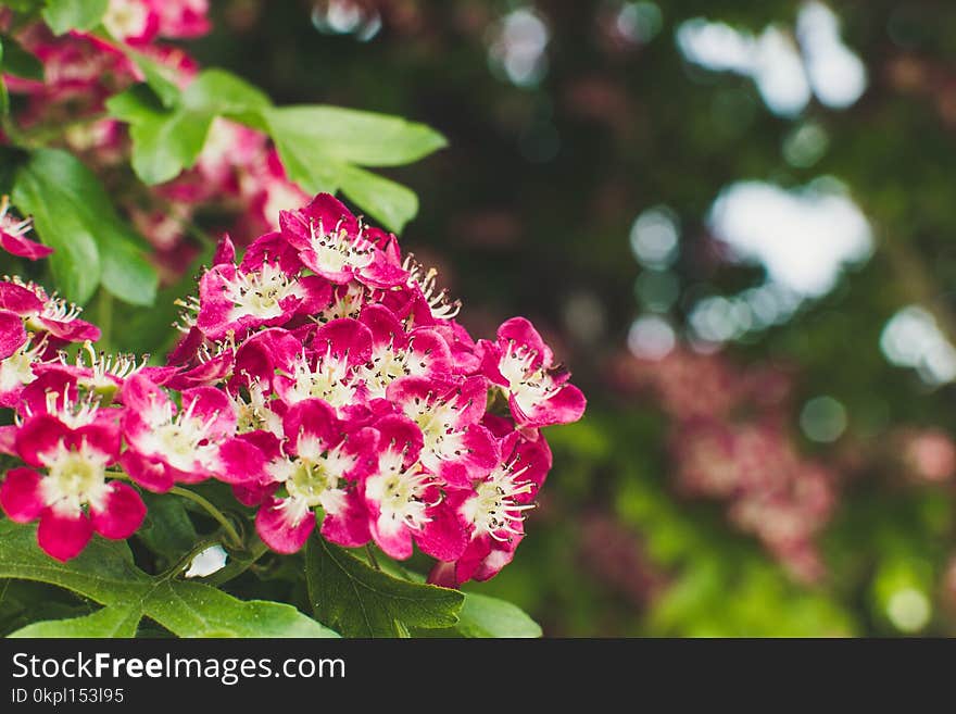 Macro Photography of Cluster of Red Petaled Flowers