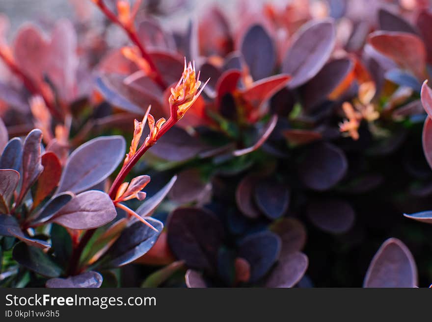 Close Up Photo Of Purple Leaf Plant