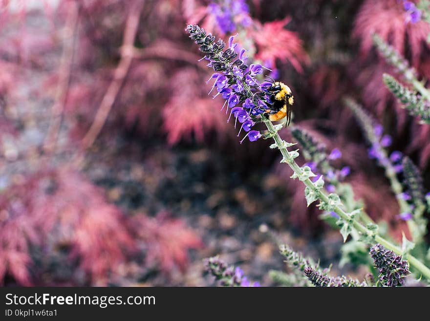 Bee Sipping Nectars on Flower