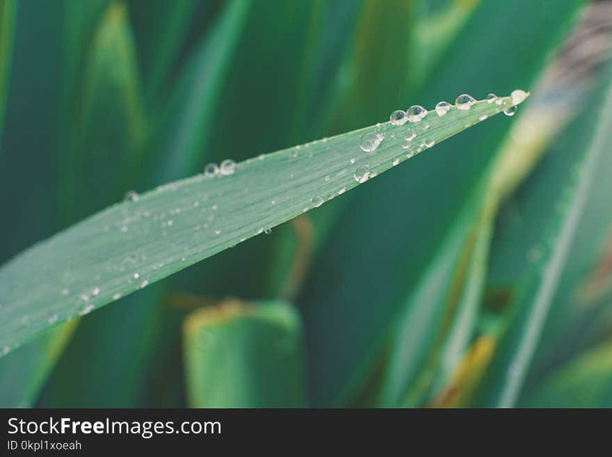 Green Leaf With Water Droplets