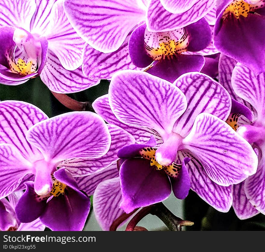 Purple Orchids