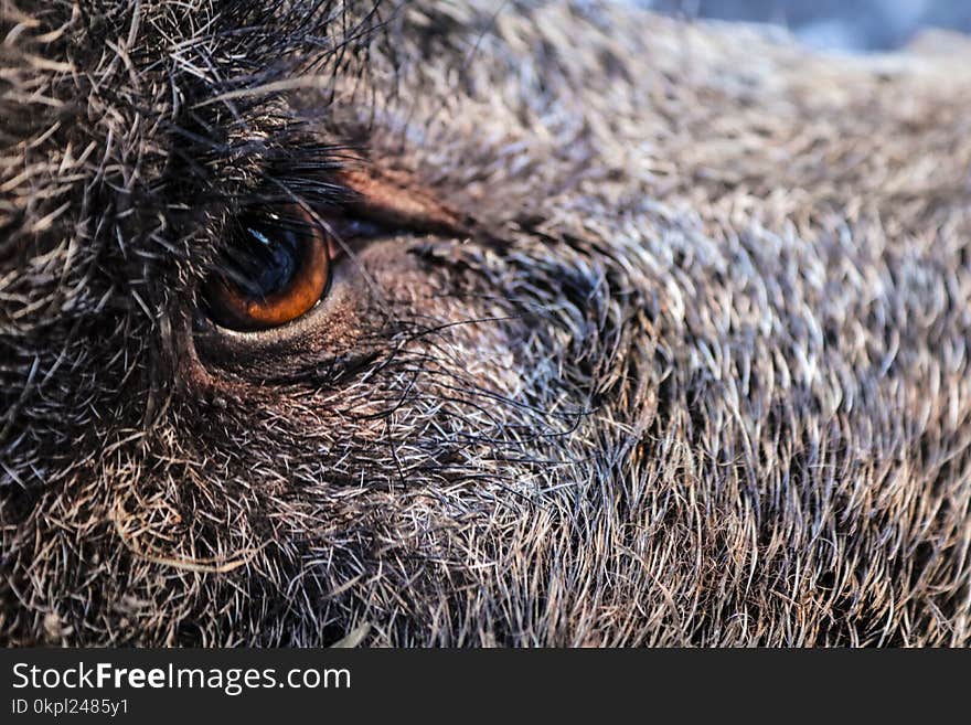 Close-up Photography of Animal&#x27;s Eye