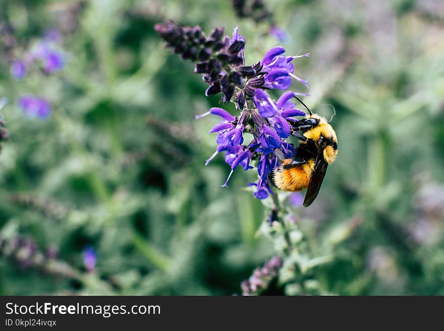 Macro Shot Of Black and Yellow Bee On Purple Flower