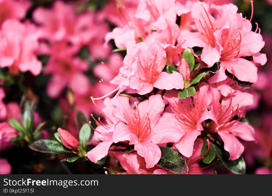 Shallow Focus Photography of Pink Petaled Flowers