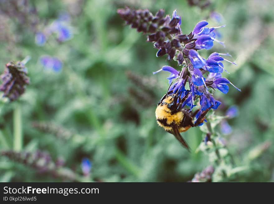 Yellow And Black Honeybee