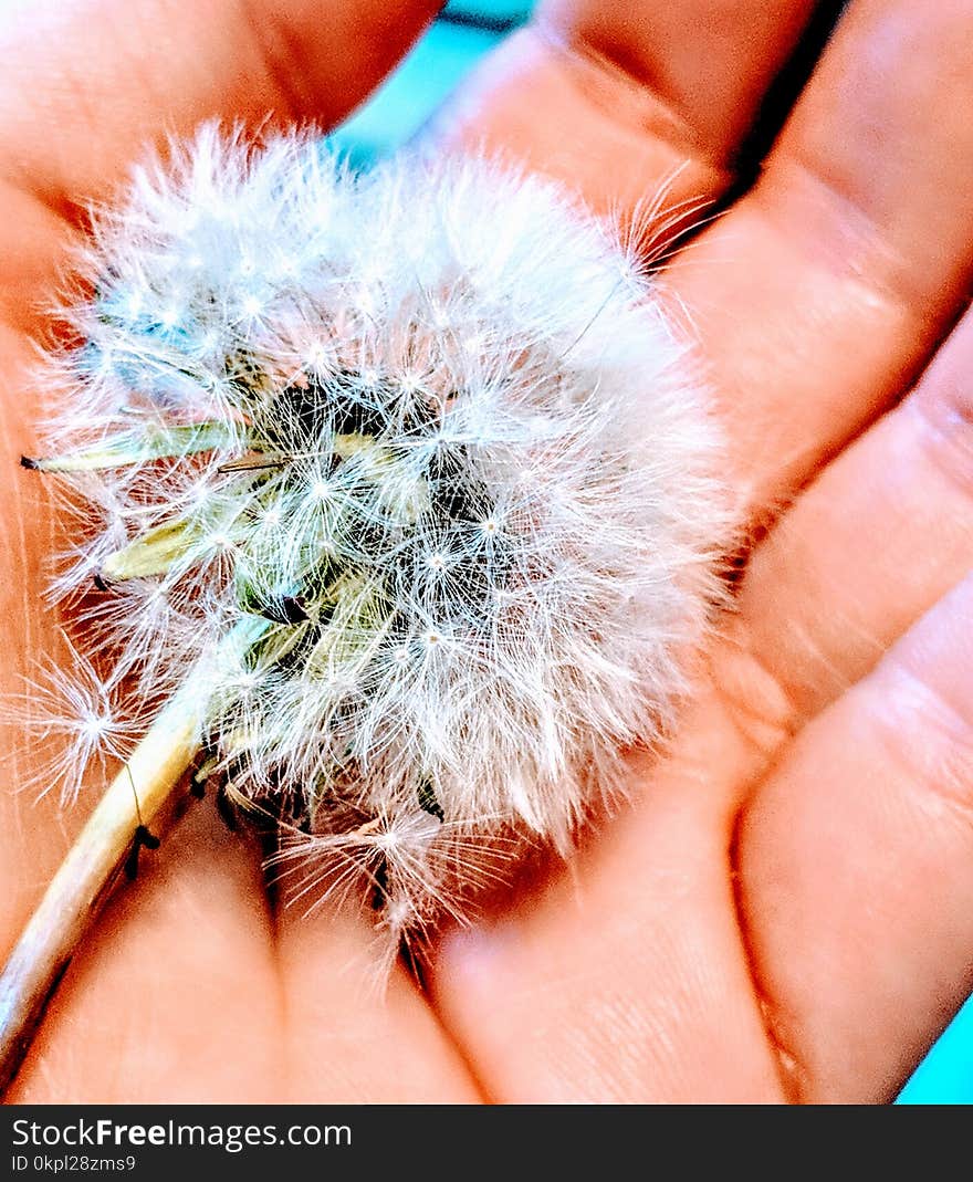 White Dandelion on Person&#x27;s Hand