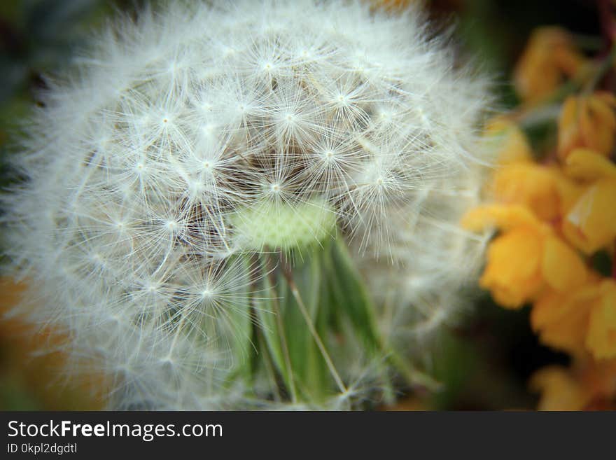 Tilt Shift Photography of White Dandelion