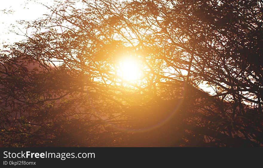 Sunrise Behind Silhouette of Tree