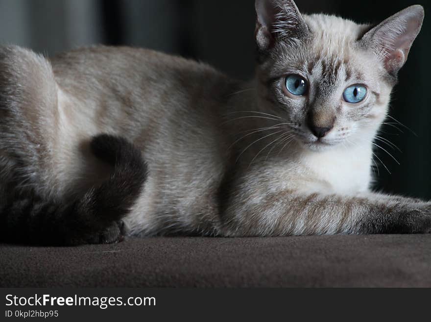 Siamese Cat on Brown Surface