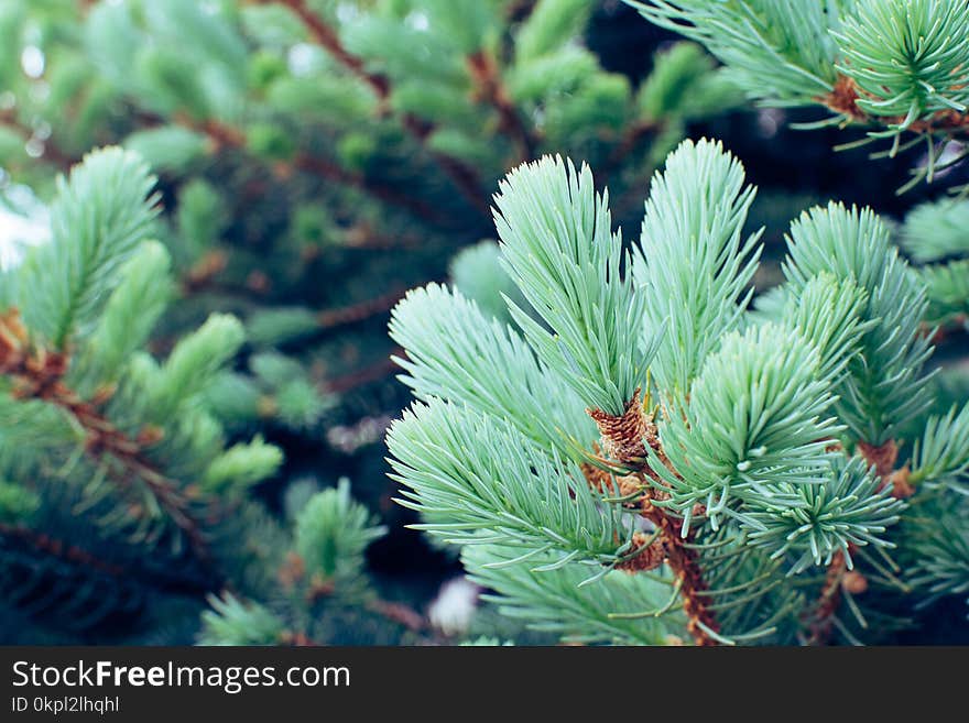 Shallow Focus Photography of Green Leaf