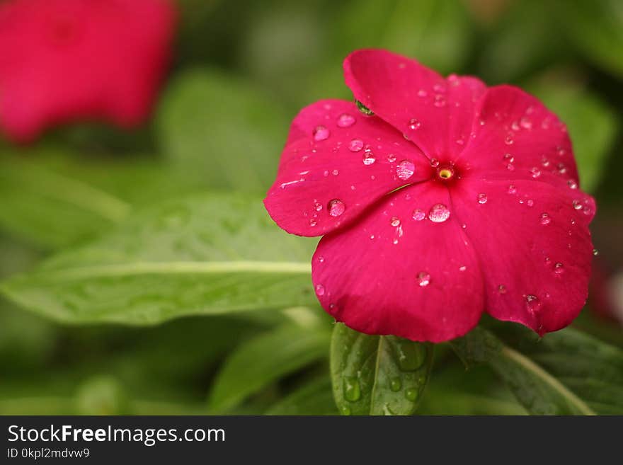 Red Petaled Flower With Rain Drops