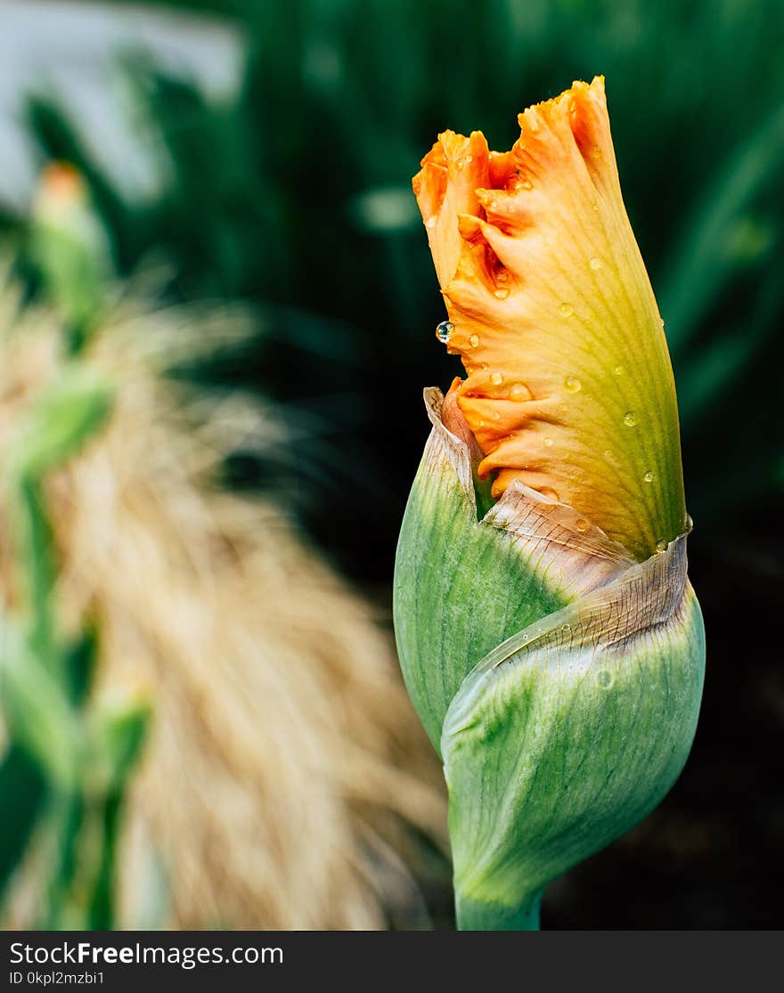 Close-up Photo Of Yellow Iris Flower Bud