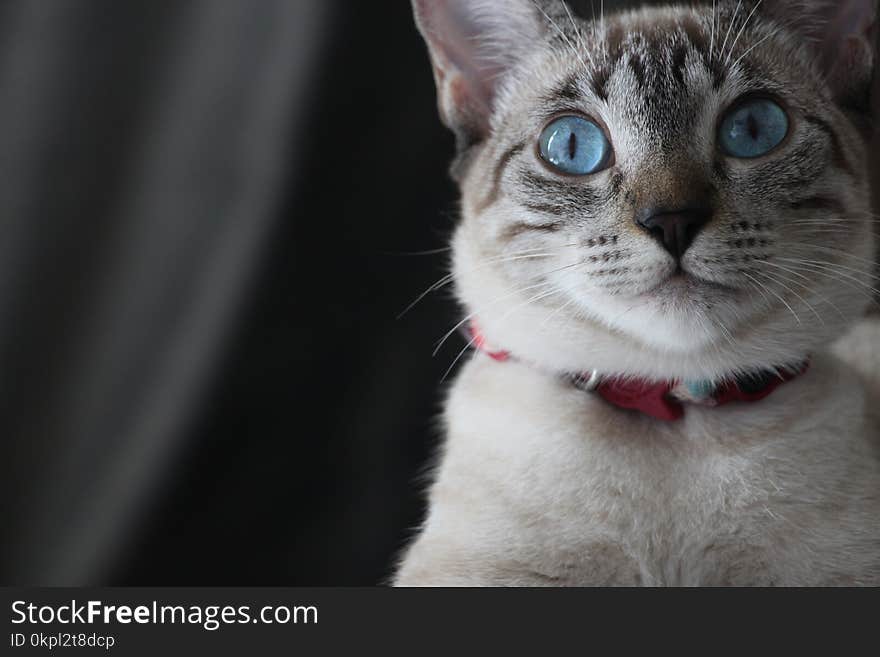 Gray and White Cat