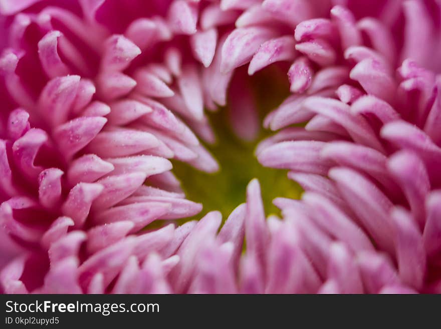 Macro Photography of Flower Petals