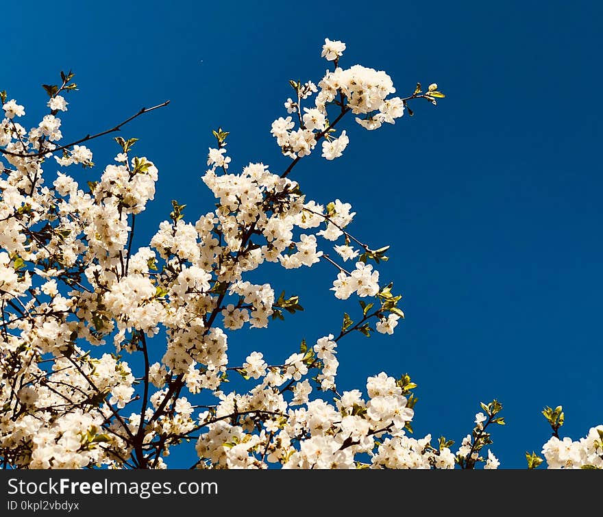 White Flowered Trees