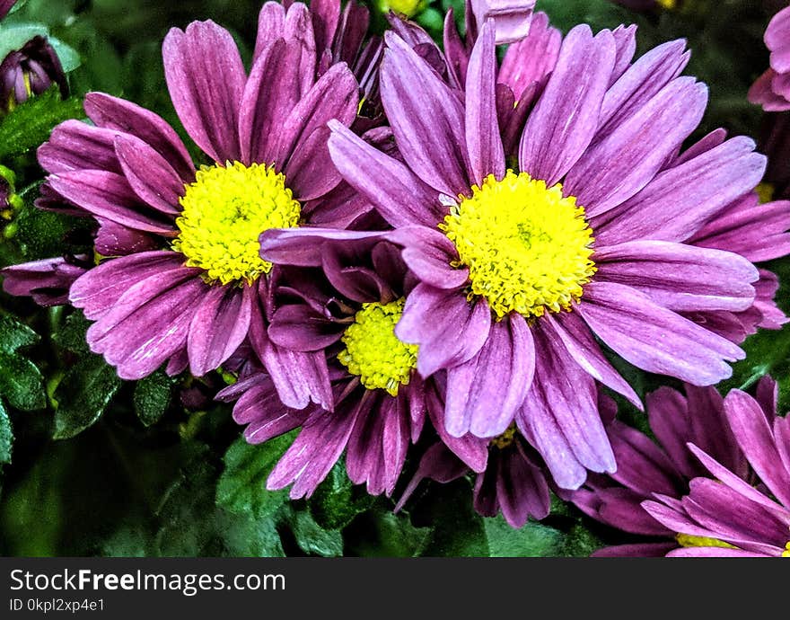 Close-up Photo Of Purple Petaled Flowers