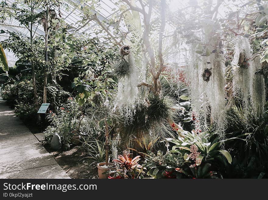 Plants Inside Greenhouse