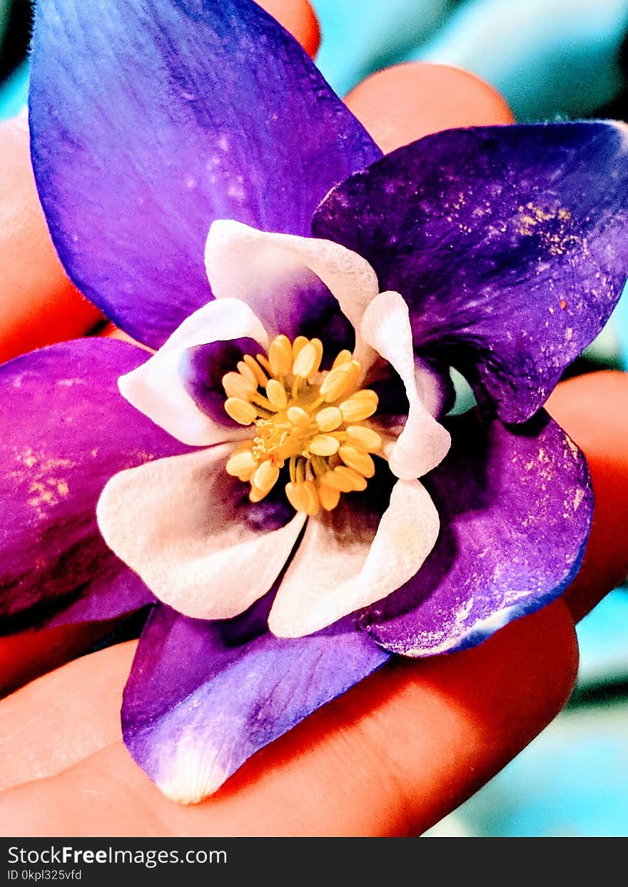 Close-up Photography Of Purple Petaled Flower