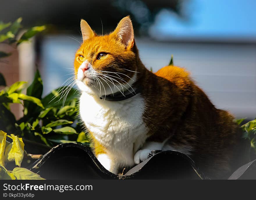 White and Brown Cat