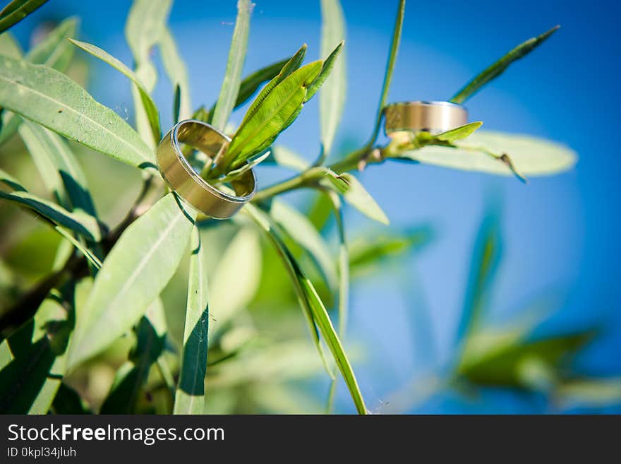 Two Gold-colored Rings on Plant Leafs