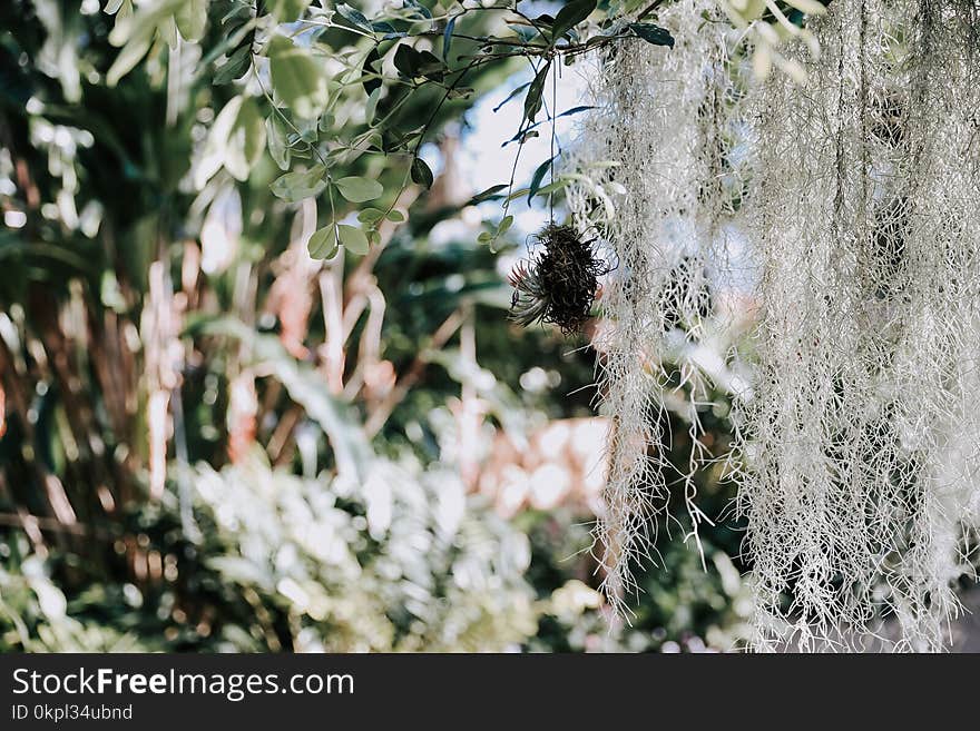 Selective Focus Photography of Green Tree Branch