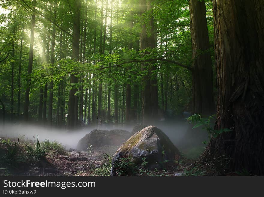 Trees on Forest at Daytime