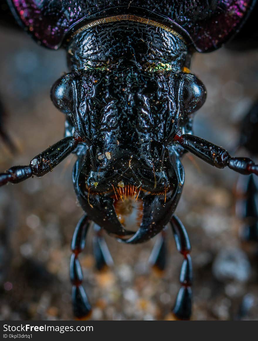 Closeup Photo of Black Insect