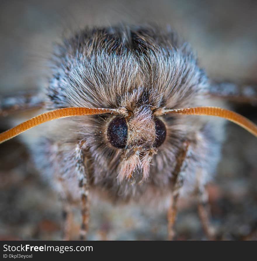 Close-up Photo of Gray Insect