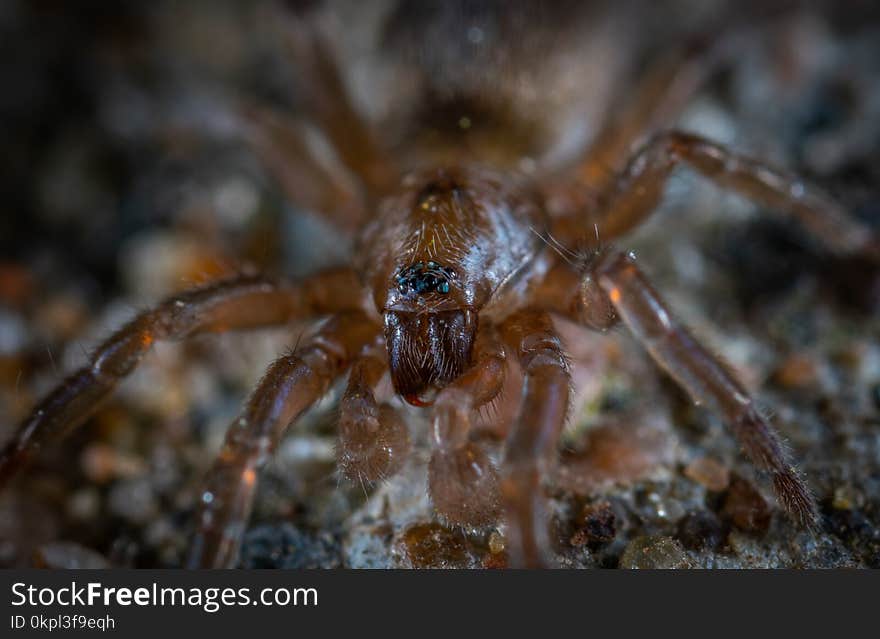 Focus Photo of Brown and Black Spider