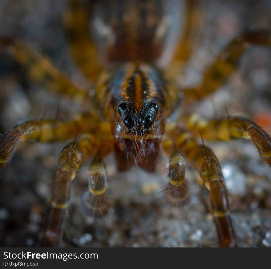 Photography Of Brown Spider