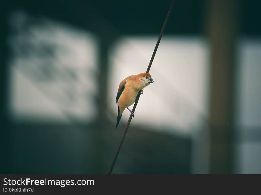 Brown Bird on Black String