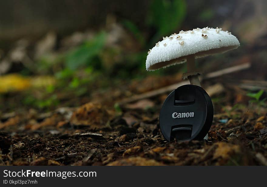 White Button Mushroom With Black Canon Camera Zoom Lens Cover