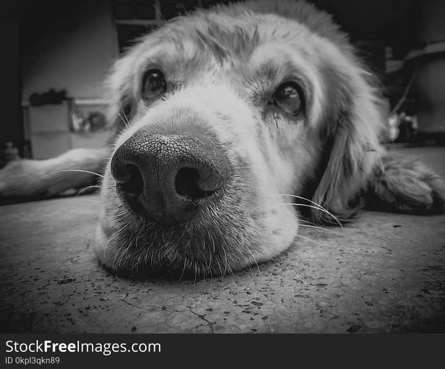 Grayscale Photo of Golden Retriever