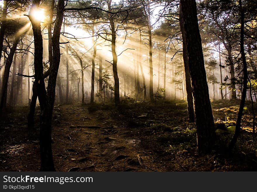 Photo of Trees at Golden Hour