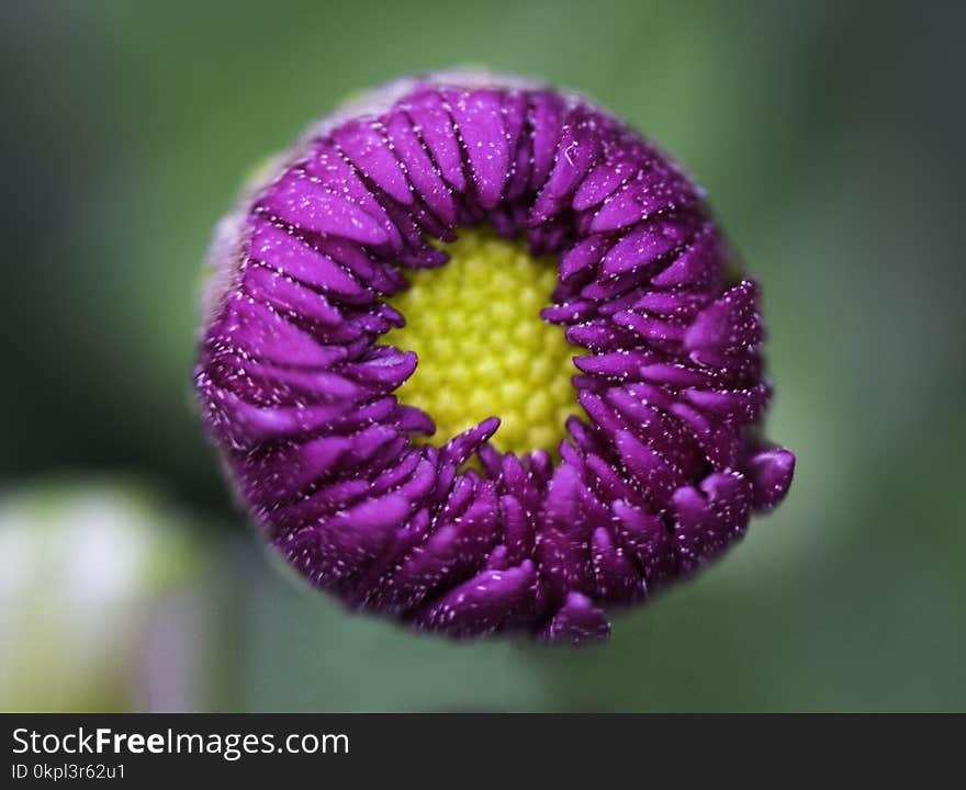 Macro Shot Photography of Purple Flower