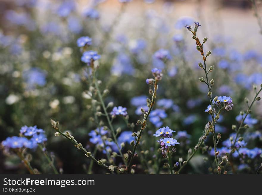 Closeup Photography of Purple Petaled Flowers