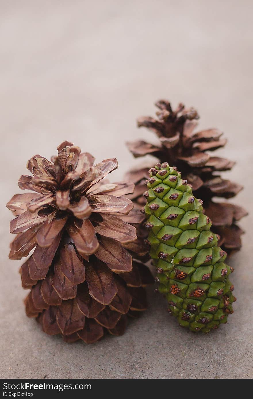 Pine Cones