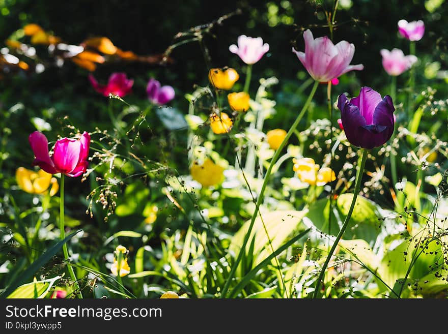 Pink, Purple, and Yellow Flowers